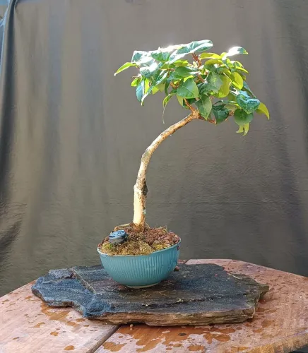 Bonsai pitanga produzindo