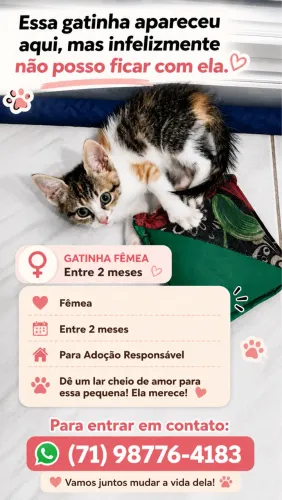 Gatinha Tricolor