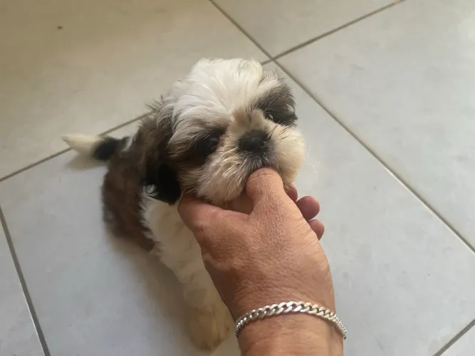 Cachorro shih tzu