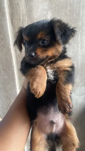 Cachorros Yorkshire terrier 