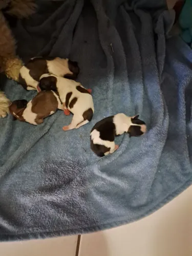 Vendo filhotes de ShihTzu puros todas fêmeas 