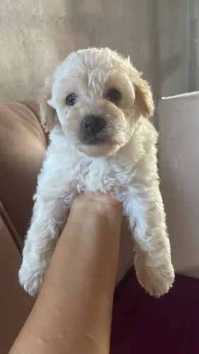 Vendo poodle com maltês