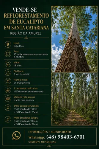 Reflorestamento de Eucalipto em Santa Catarina