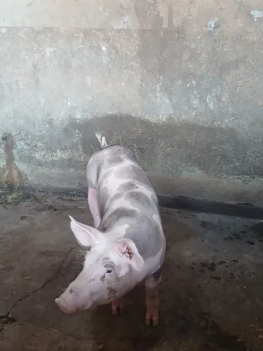 Porco Pietran Puro