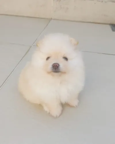 Cachorro Lulu da Pomerania filhote muito bonito e saudavel disponível