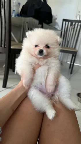 Filhotes de Lulu da pomeranea anão