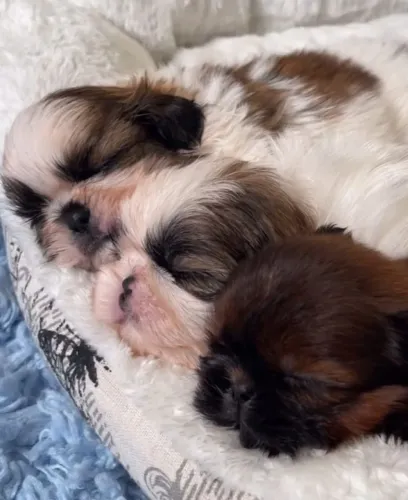 Filhotes de Shih Tzu | Um olhar que transmite alegria.