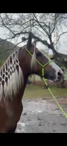 Garanhão mangalarga marchador