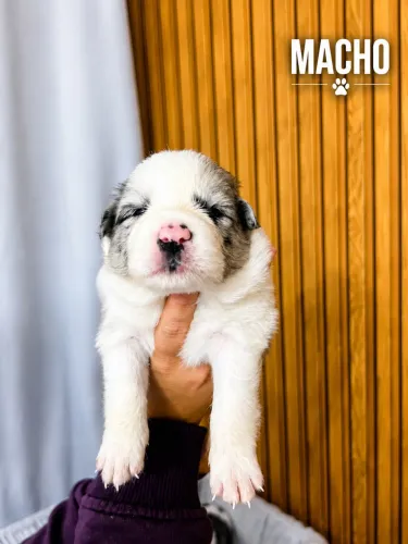 Filhotes de Border Collie - Genética de alto padrão com pedigree