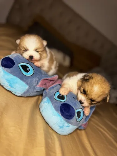 Lulu da Pomerânia macho
