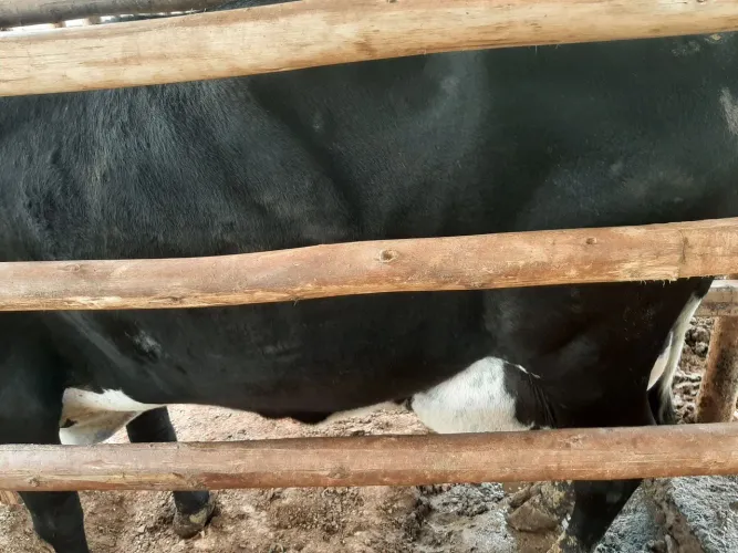Vacas leiteira