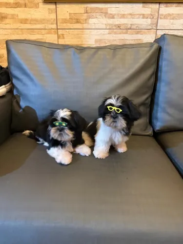 Filhotes de SHIH TZU