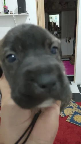 Filhote um macho e uma fêmea l de cani corso com pitbull com um mês e 15 dias