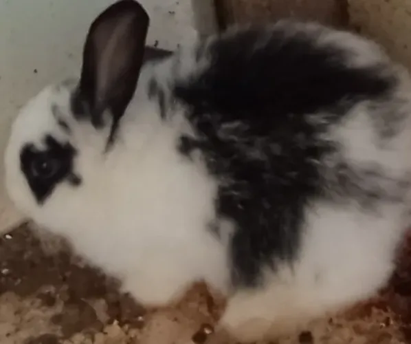Coelho fêmea Mini loop (orelha caída) pequena muito dócil e linda