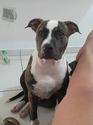 Cachorro pitbull