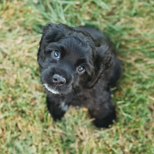 Filhote Cocker spaniel, Uma Nova História Começa Com Um Cachorrinho!