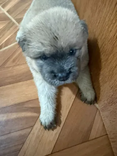 Chow Chow