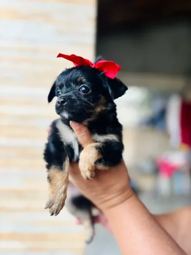 CHIHUAHUA FÊMEA PELO LONGO
