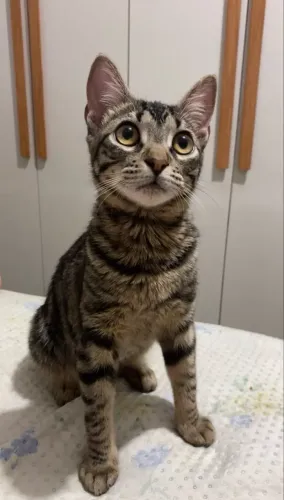 GATINHO MACHO PRA DOAÇÃO 