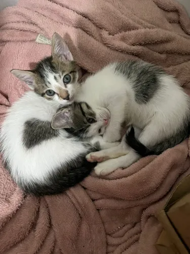 Doação gatos filhotes 