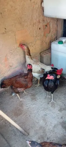 Galinhas índias pura