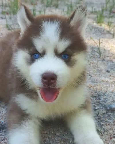 Husky siberiano com pedigree 