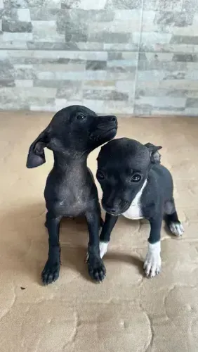 pinscher x chihuahua pretinhos 