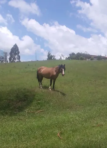 Garanhão Criolo Gateado Bragado