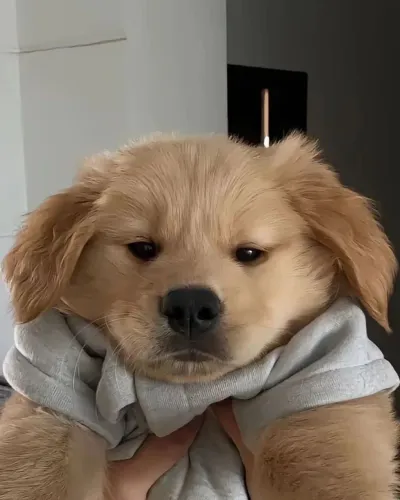 Golden Retriever lindo