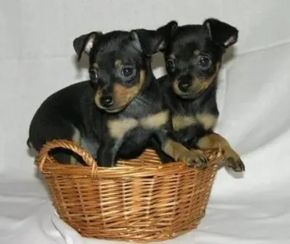 Miniature Pinscher O Pinscher acompanhou o tutor durante o passeio.