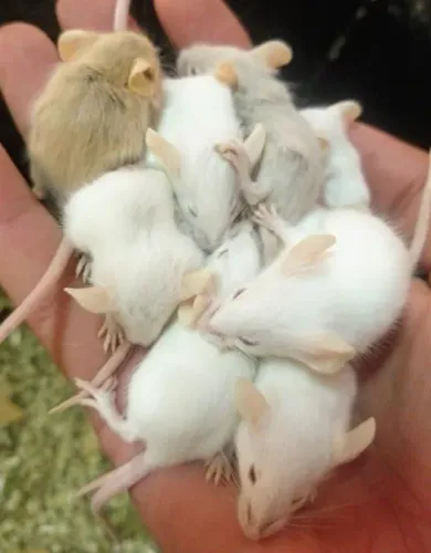 CAMUNDONGOS