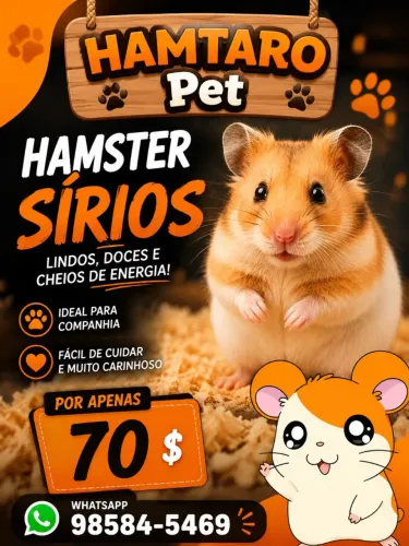 Hamster sírios a pronta entrega