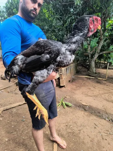 Frango índio bico curto