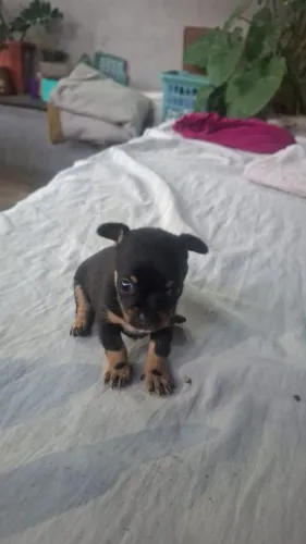 Filhote macho pinscher puro 
