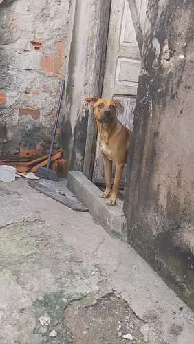 Doação de cachorro 
