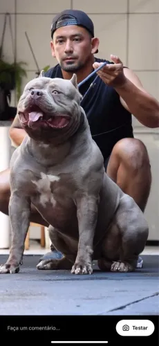 FILHOTES DE PITMONSTER