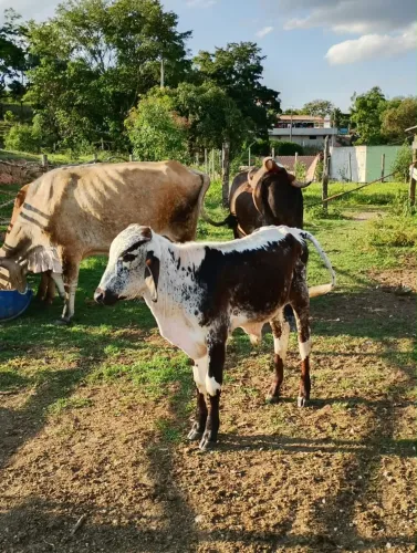 Bezerro girolando