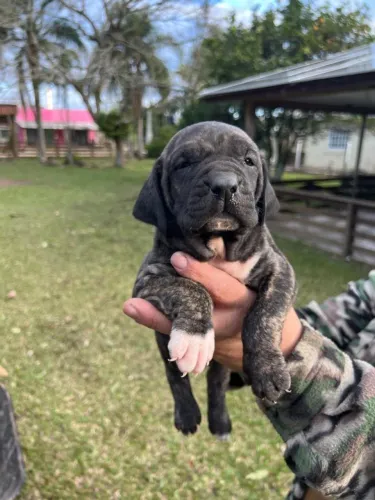 Filhotes de Fila Brasileiro