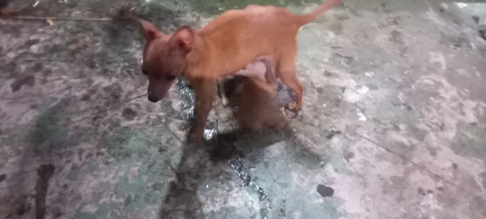 Filhotes de pinscher n1 genuíno