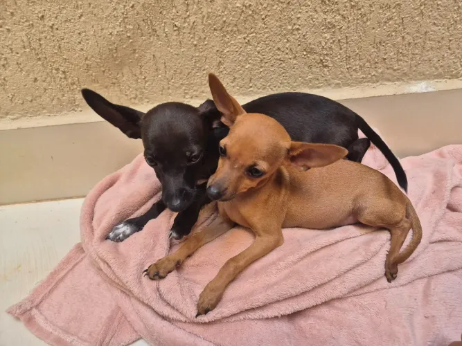 Casal de pinscher filhote