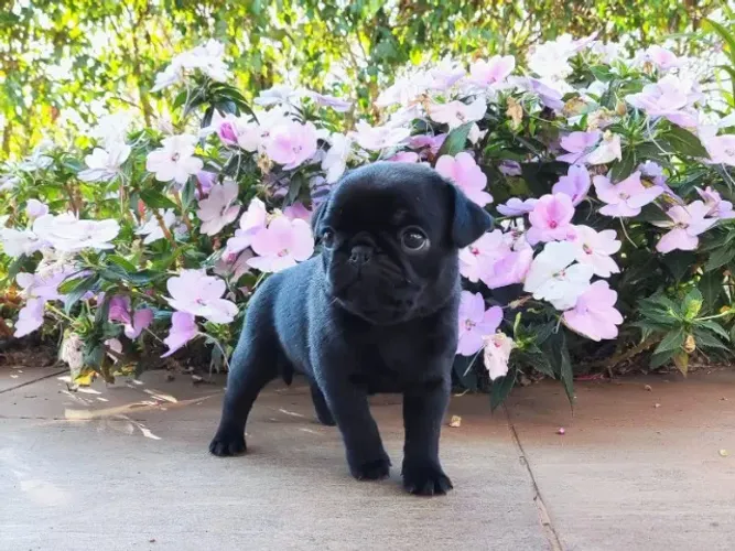 Pug filhotes