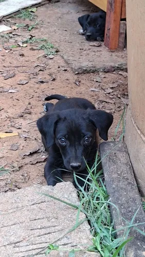 Filhote de cachorro