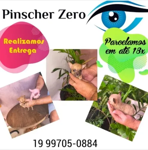 Pinscher mini filhote para quem gosta de cães pequenos