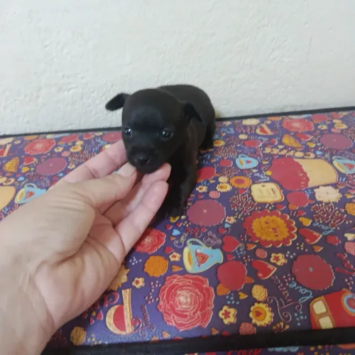 pinscher fêmea 