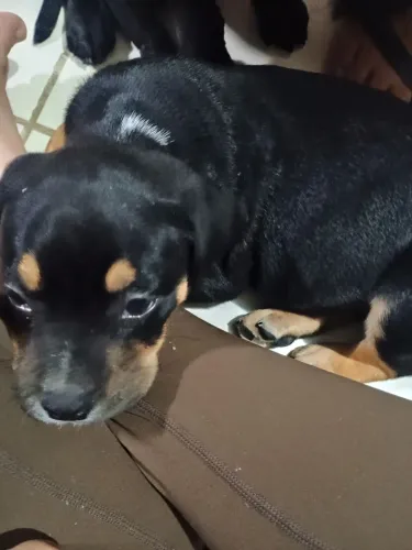 Cachorro pitbull filhote para doação