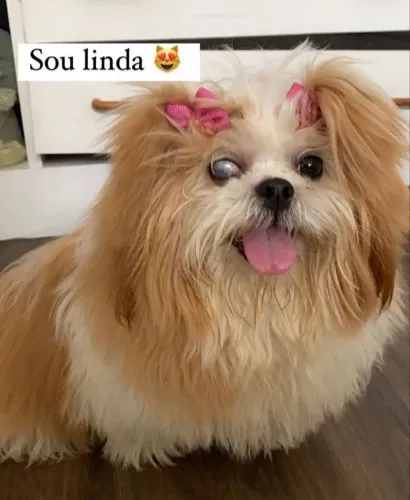 Doa-se shih Tzu fêmea 