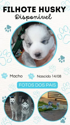 Filhote de Husky macho e fêmea disponível 