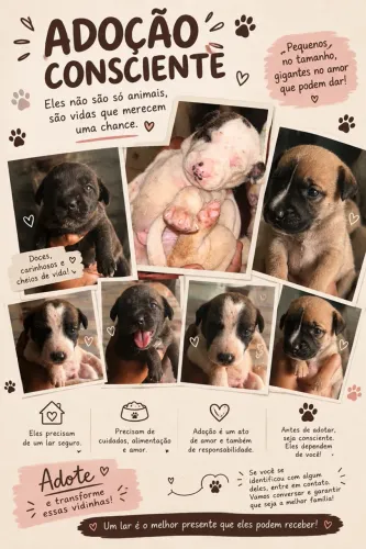 Cachorros