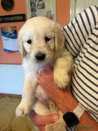 Baby fofinho e saudável Golden Retriever