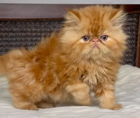 Top Show Persa Macho Filhote Red Tabby,Extremadissimo ,Pelos Longos C/61 Dias Super lindo.